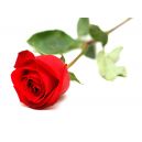 send valentine's day roses to dhaka,bangladesh