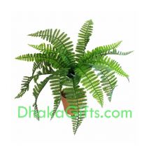 send live fern plant to dhaka