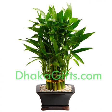 send live dracaena sanderiana to dhaka