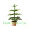 send live crismas plant to dhaka