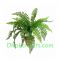 send live fern plant to dhaka